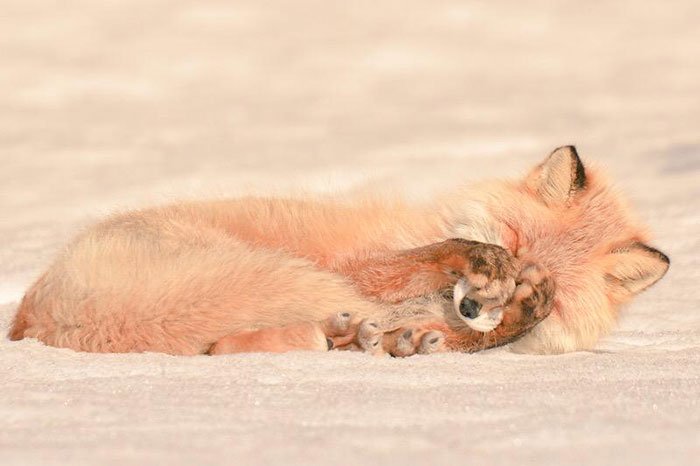 FoxesWiki's tweet photo. Buenos días pequeños!😊 https://t.co/kmM4vXZnyJ