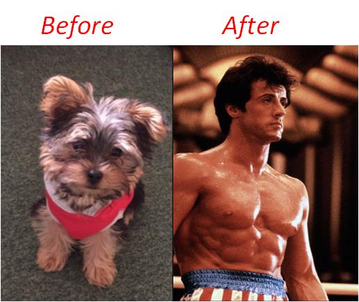 RockyMiniYorkie's tweet image. @salyer_fraser - thanks for the inspiration (and liking my tweets).  I did a workout and look what happened!  #Rocky