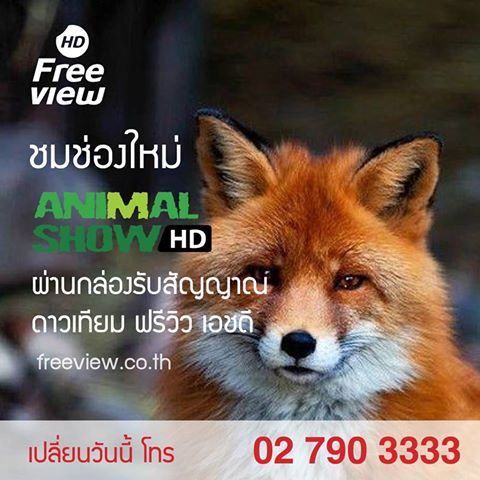 samrujlok's tweet photo. วันนี้คุณสามารถชมโทรทัศน์ดิจิตอลคมชัดFull HD แบบHDแท้ๆ ผ่านกล่องรับสัญญาณดาวเทียมฟรีวิวเอชดี https://t.co/x129mN3MXQ https://t.co/DYO5jYvmy5