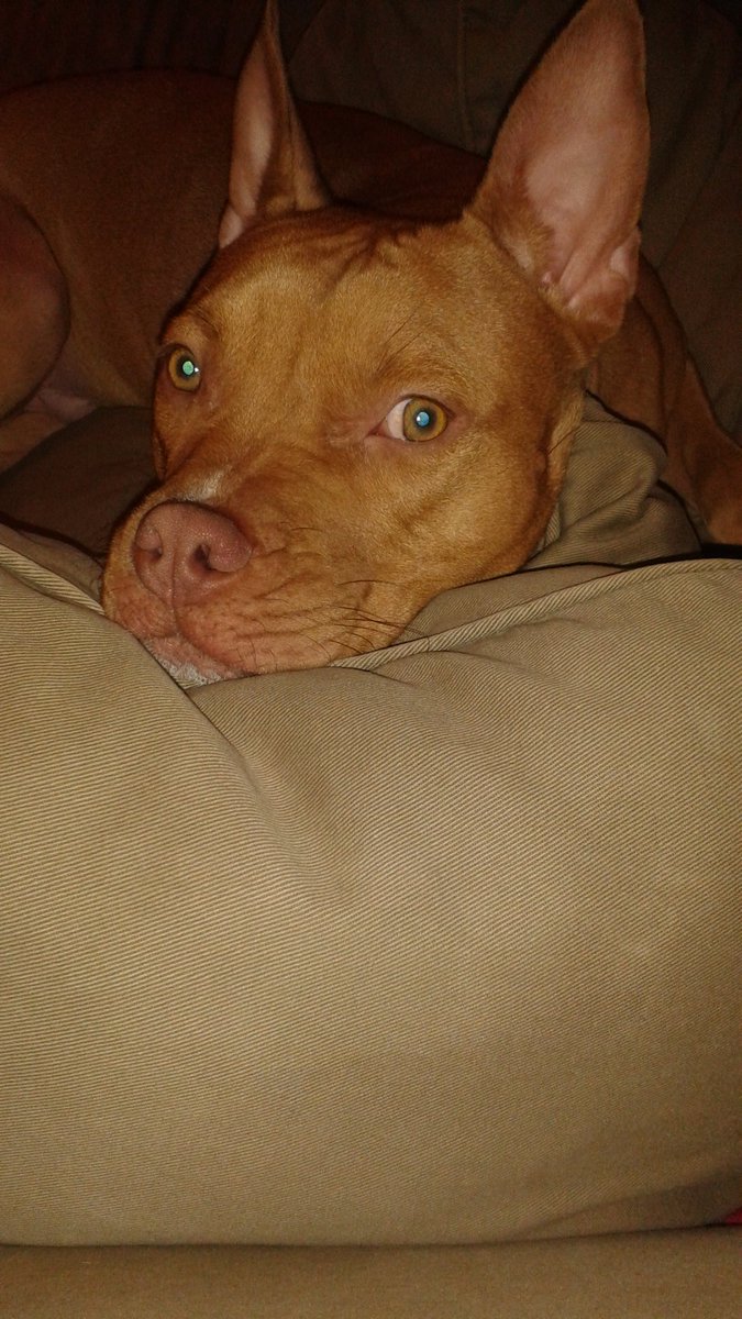 funygirll's tweet photo. Can u #help or #share 4 my friend @PawshPetisserie, her baby is in need of ACL surgery https://t.co/PKaGT0UbPv #Dogs https://t.co/vRsboa4nSV