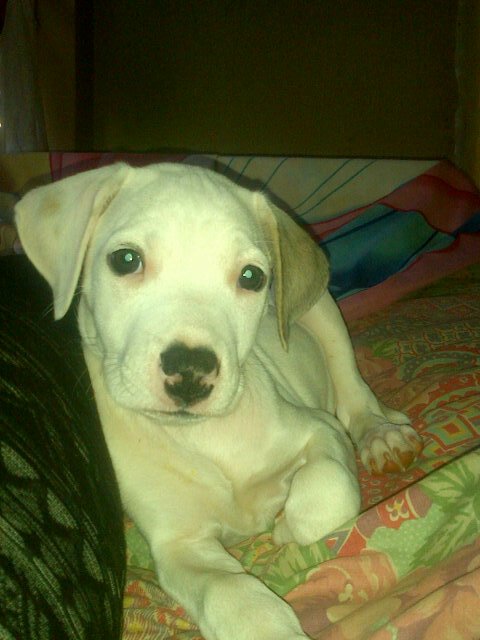 shirleypanaino2's tweet image. My 9 weak White Boerbull baby gir. ICE.