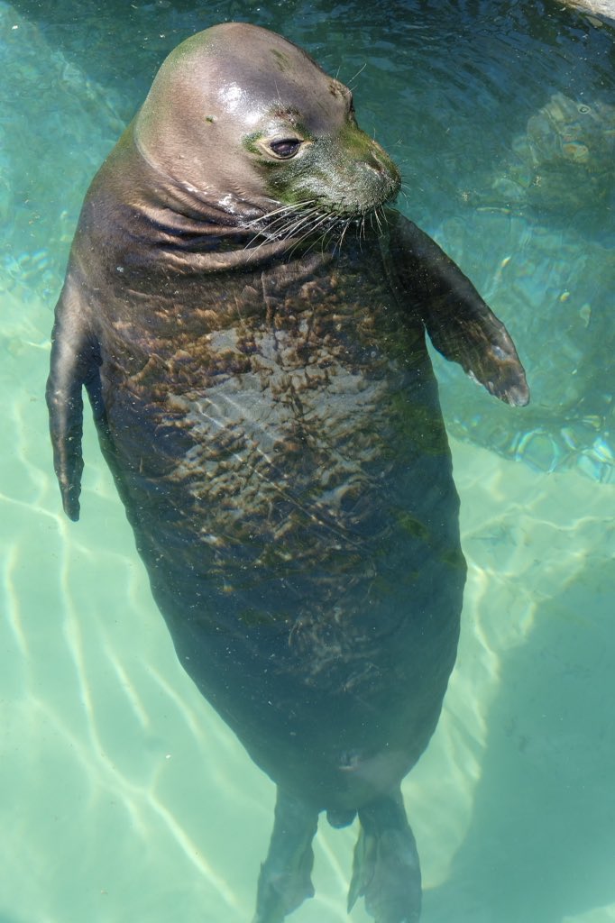 中野高志 ハワイ3日目 ホノルル動物園とワイキキ水族館 日本じゃ見られない世界最大のトカゲのコモドドラゴン リクガメ最大種 ガラパゴスゾウガメ ハワイ固有種のハワイアンモンクアザラシ 世界最大のシャコ貝 熱いぜハワイアニマルたち 中野高志 ハワイ3日目 ホノルル動物園とワイキキ水族館 日本じゃ見られない世界最大のトカゲのコモドドラゴン リクガメ最大種 ガラパゴスゾウガメ ハワイ固有種のハワイアンモンクアザラシ 世界最大のシャコ貝 熱いぜハワイアニマルたち