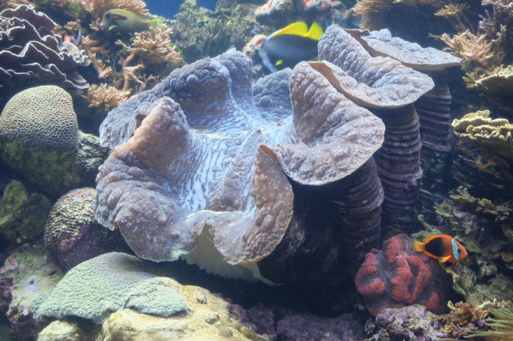 中野高志 ハワイ3日目 ホノルル動物園とワイキキ水族館 日本じゃ見られない世界最大のトカゲのコモドドラゴン リクガメ最大種 ガラパゴスゾウガメ ハワイ固有種のハワイアンモンクアザラシ 世界最大のシャコ貝 熱いぜハワイアニマルたち 中野高志 ハワイ3日目 ホノルル動物園とワイキキ水族館 日本じゃ見られない世界最大のトカゲのコモドドラゴン リクガメ最大種 ガラパゴスゾウガメ ハワイ固有種のハワイアンモンクアザラシ 世界最大のシャコ貝 熱いぜハワイアニマルたち
