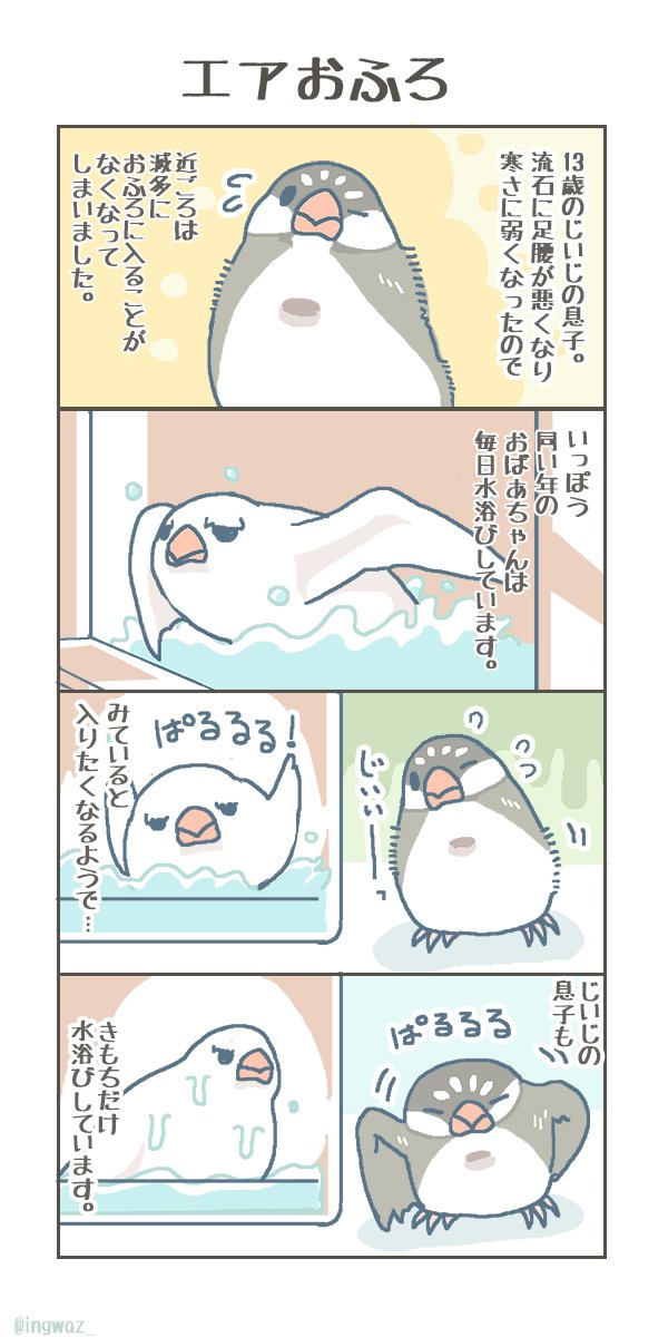 エアおふろ。 #buncho #文鳥 #javasparrow 