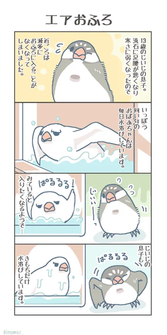 エアおふろ。 #buncho #文鳥 #javasparrow 