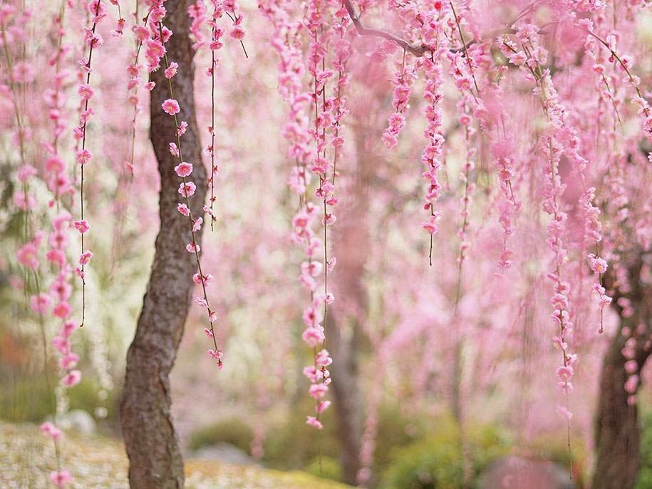 #Bonjour......😊
Très belle journée à vous tous......😏
#CerisierJaponais