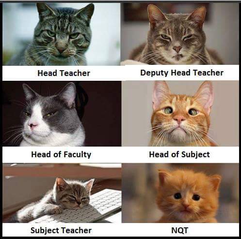 LocalTeaching's tweet image. If Teachers were Cats... #teaching