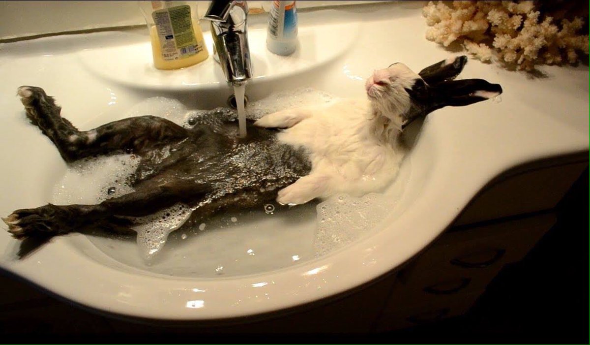 Dr_Dan_1's tweet photo. Not a happy bunny! Unnecessarily bathed, tranced & frozen with fear. This is not cute, it could kill. @rickygervais https://t.co/oNM25ZPGMj