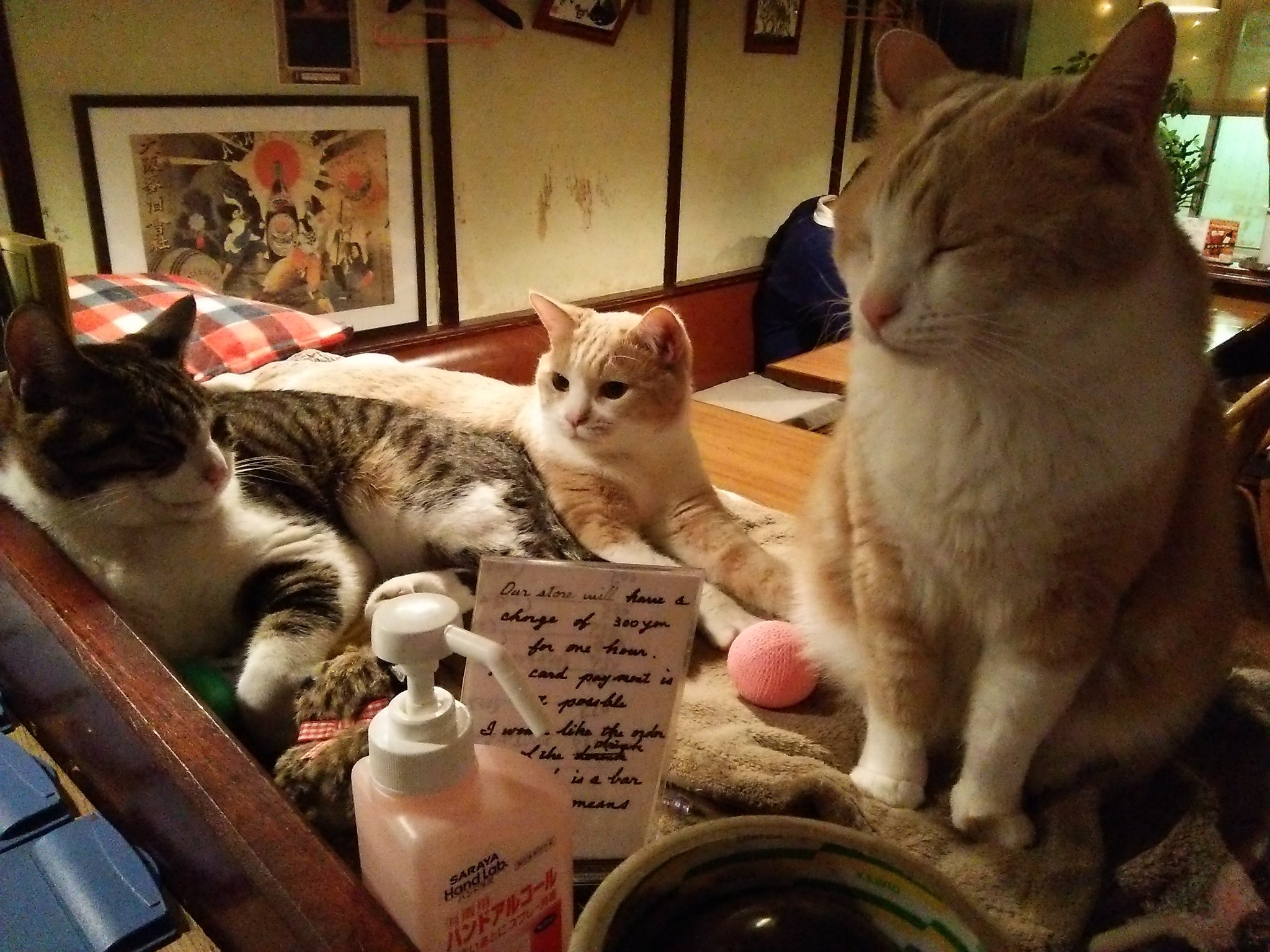 江古田 赤茄子 10周年 猫居酒屋 No Twitter 赤茄子猫ズ男子部 並んでみると チーちゃん 真ん中 がメスに見えるな T Co 1e9ithy3dr 江古田 赤茄子 10周年 猫居酒屋 No Twitter 赤茄子猫ズ男子部 並んでみると チーちゃん 真ん中 がメスに見えるな T Co 1e9ithy3dr