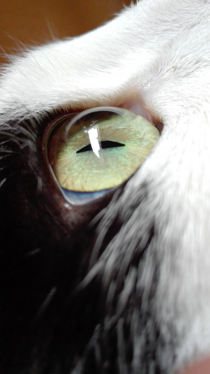 Ellenknitten's tweet photo. Detalles de un gato. https://t.co/c9J1ObAg0S
