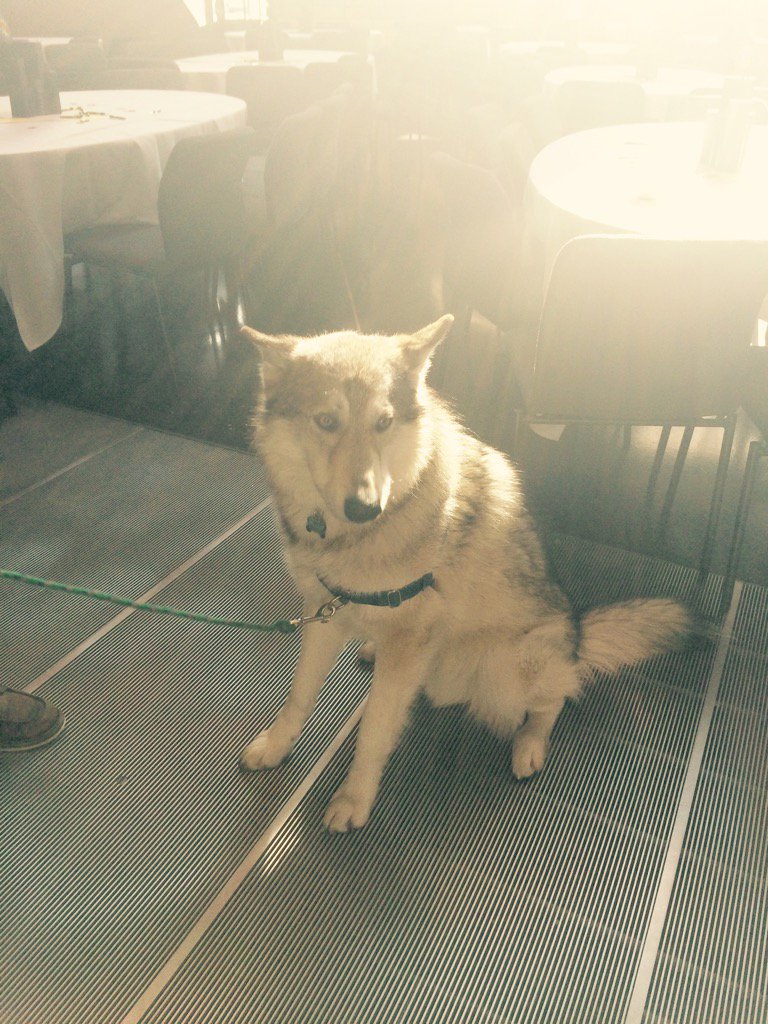 carmichaellynch's tweet photo. Our furry pack member has arrived! He is ready to mingle. #CLWolfpack #TheSuperSummit https://t.co/zzm56wHXLc