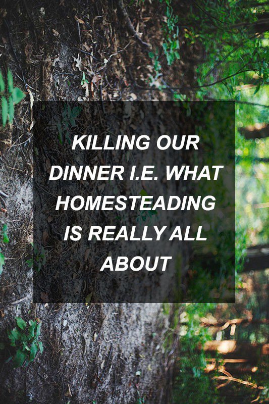 xaviersurvival's tweet photo. Killing Our Dinner i.e. What Homesteading is Really All About https://t.co/pGiDm1Beqx | #prepper #disaster #apocal… https://t.co/GUbA4MqcGJ
