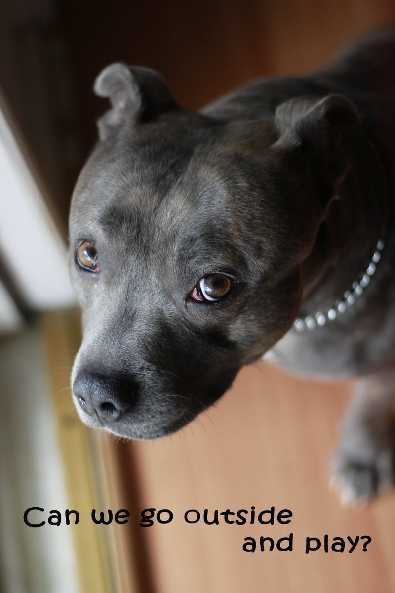 PoopScoopandSit's tweet photo. Can we go outside and play? #cutedog #playtime #cummingga https://t.co/FAFDgkqllA