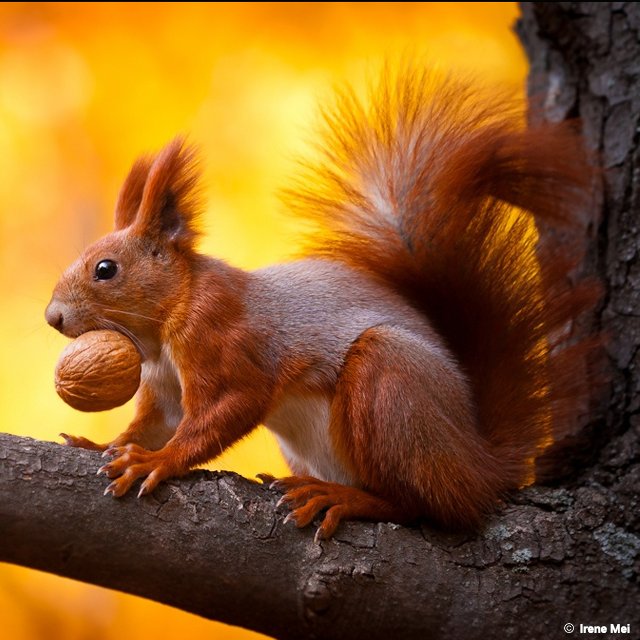 Ecogranjero's tweet image. Las ardillas plantan miles de árboles cada año ¡porque siempre olvidan en donde enterraron sus bellotas!