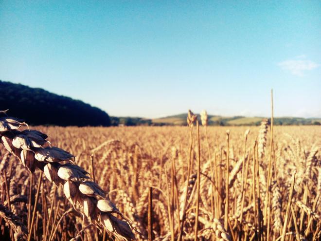 Study finds barley bread may reduce diabetes risk  bit.ly/21m8ccF