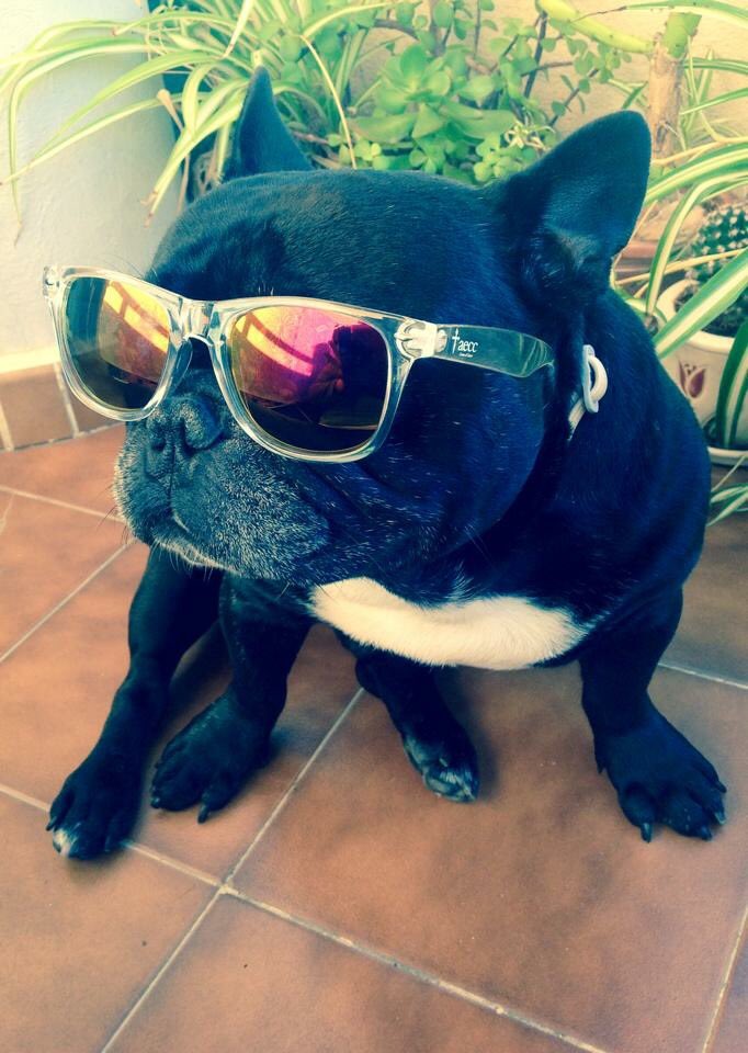 Enzo se suma a #MascotaAlfares 😘🐾