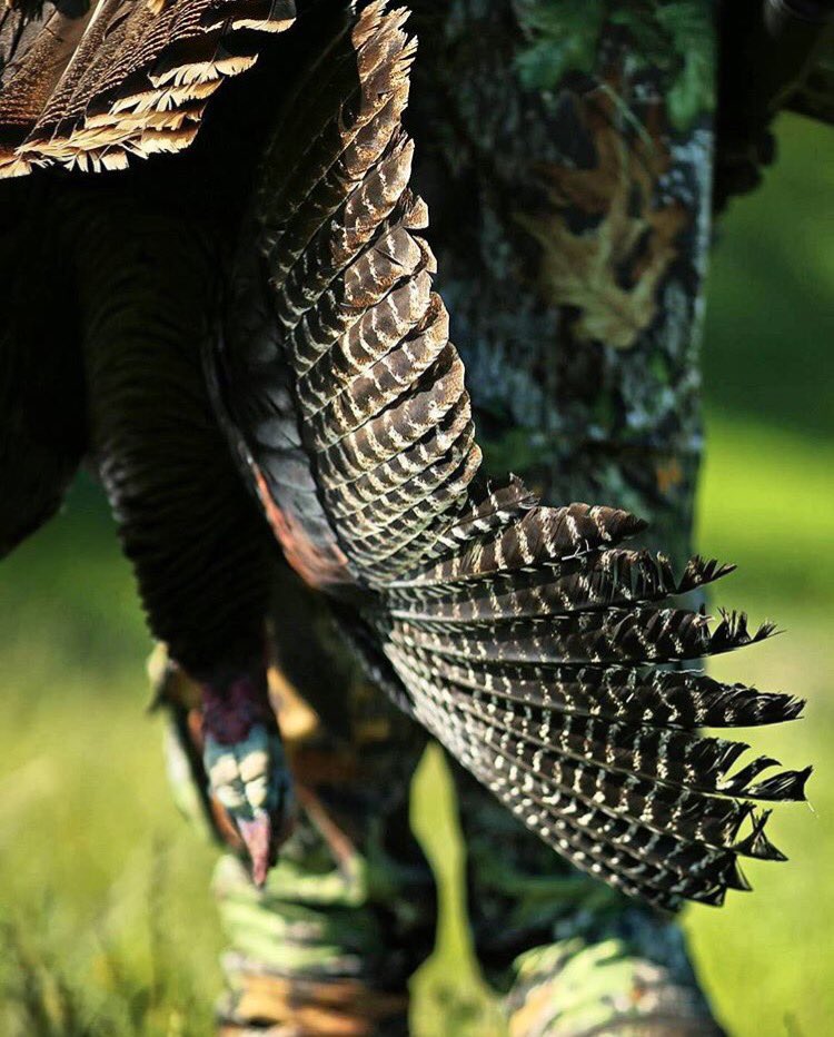 MossyOak's tweet photo. It's getting closer. #Obsession
@NWTF_official https://t.co/CXaEXUXQp4