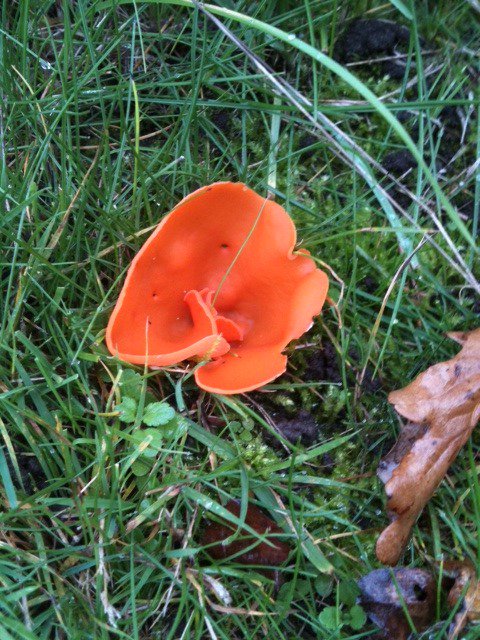 reigateheath's tweet photo. Orange Peel Fungus Aleuria aurantia  seen on Reigate Heath last October. @SurreyBotany @BritMycolSoc @SurreyWT https://t.co/RQgXVFUl0S
