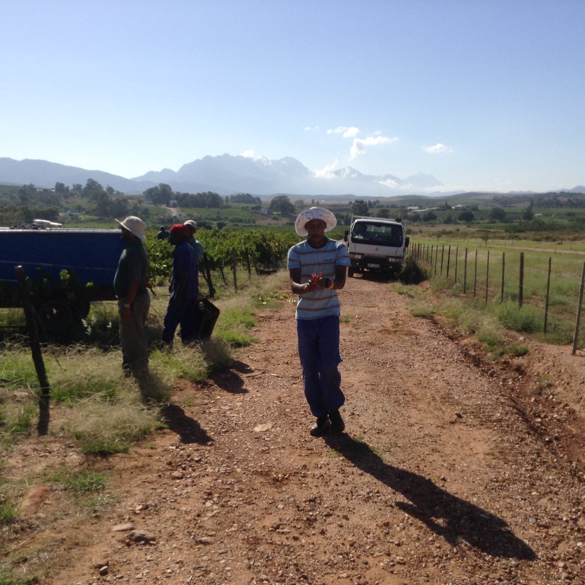 WaresideWines's tweet photo. Norman and the Merlot 1, Harvest https://t.co/YEVM1hXt2D