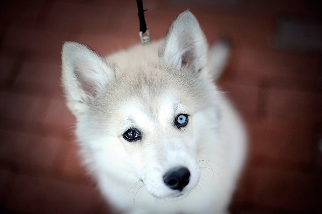 Frost, a two-month-old Husky 🐾 was spotted outside International Village on Thursday 📷 <a href="/modoonophoto/">Matthew Modoono</a>