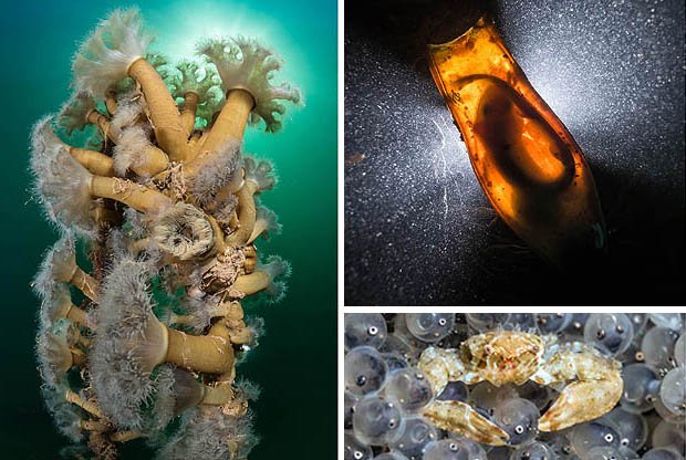 WMNPictures's tweet photo. Devon diver’s persistence pays off with underwater photography prize https://t.co/hwjCuQ2b4V @Seasaver @IUCN https://t.co/DKWwFgUuvC