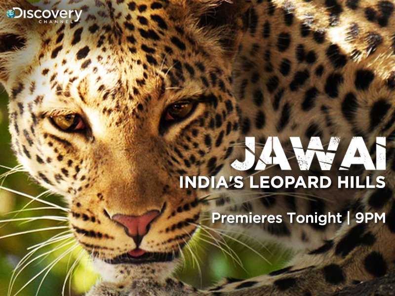 Discovery Channel India On Twitter Tonight At 9pm Find Out How Leopards In The Hills Of Jawai Live With Humans In Perfect Harmony Https T Co 9zj1eatlar Discovery Channel India On Twitter Tonight At 9pm Find Out How Leopards In The Hills Of Jawai Live With Humans In Perfect Harmony Https T Co 9zj1eatlar