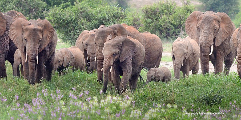 AWF_Official's tweet photo. In Amboseli, AWF is working w/ locals to reduce human-wildlife conflict—here's how: https://t.co/NCHYlCq6Or https://t.co/vXiJGpdsva