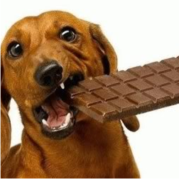 CincinnatiVets's tweet photo. RT https://t.co/3BEC74g8ua VERY useful Chocolate Toxicity Meter. Thanks petMD! https://t.co/b4xW58YMJL
#dogs #pe… https://t.co/M0dn4CgxZJ