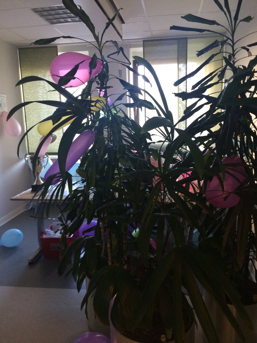 JonasMarkus's tweet photo. Såååja! Ett 50-tal ballonger + buskar insatta på chefens rum. #ChefGate #Prank https://t.co/lDfCGw9Xz5