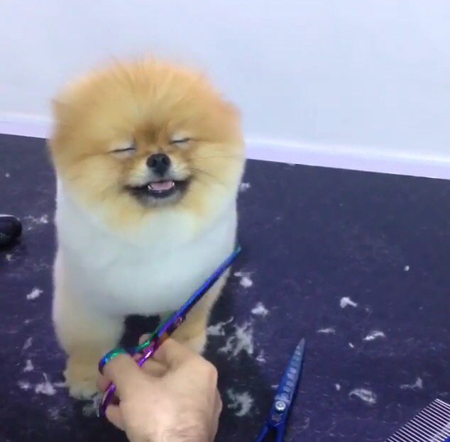 dshsyearbook's tweet photo. Today's goal: be as happy to be alive as this guy is to get a haircut😊✌️ https://t.co/Nl5vD6AeK6