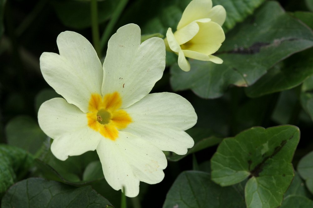 Central Sq Florist tweet media