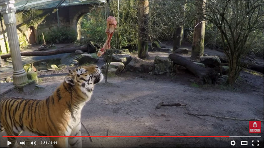 dpamersfoort's tweet photo. Binnenkort live: 360° video van @VR_Gorilla bij onze tijger! Bekijk de making-of hier: https://t.co/umF7jEs5PP https://t.co/wMRJPliYhm