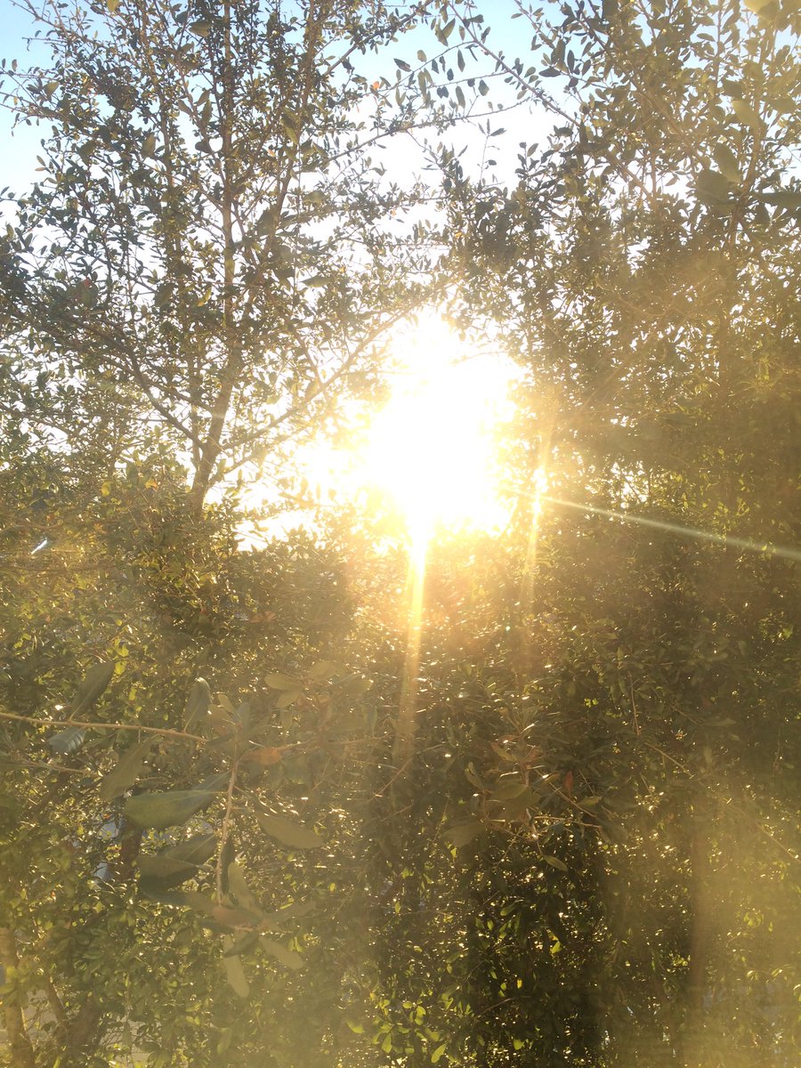 DartmouthWLax's tweet photo. Sun's up in Florida! DWLAX is ready for practice! #lacrosse #Dartmouth #inflorida #practiceprepareperform https://t.co/HCmiYN4GZm
