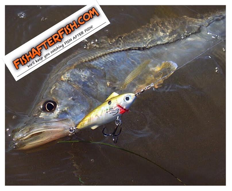 TCoastTackle's tweet photo. Water will be chilly this weekend, #ripnslash draws reaction strikes from lethargic #fish! https://t.co/Zg81EnXChz https://t.co/g4kxAefpk8