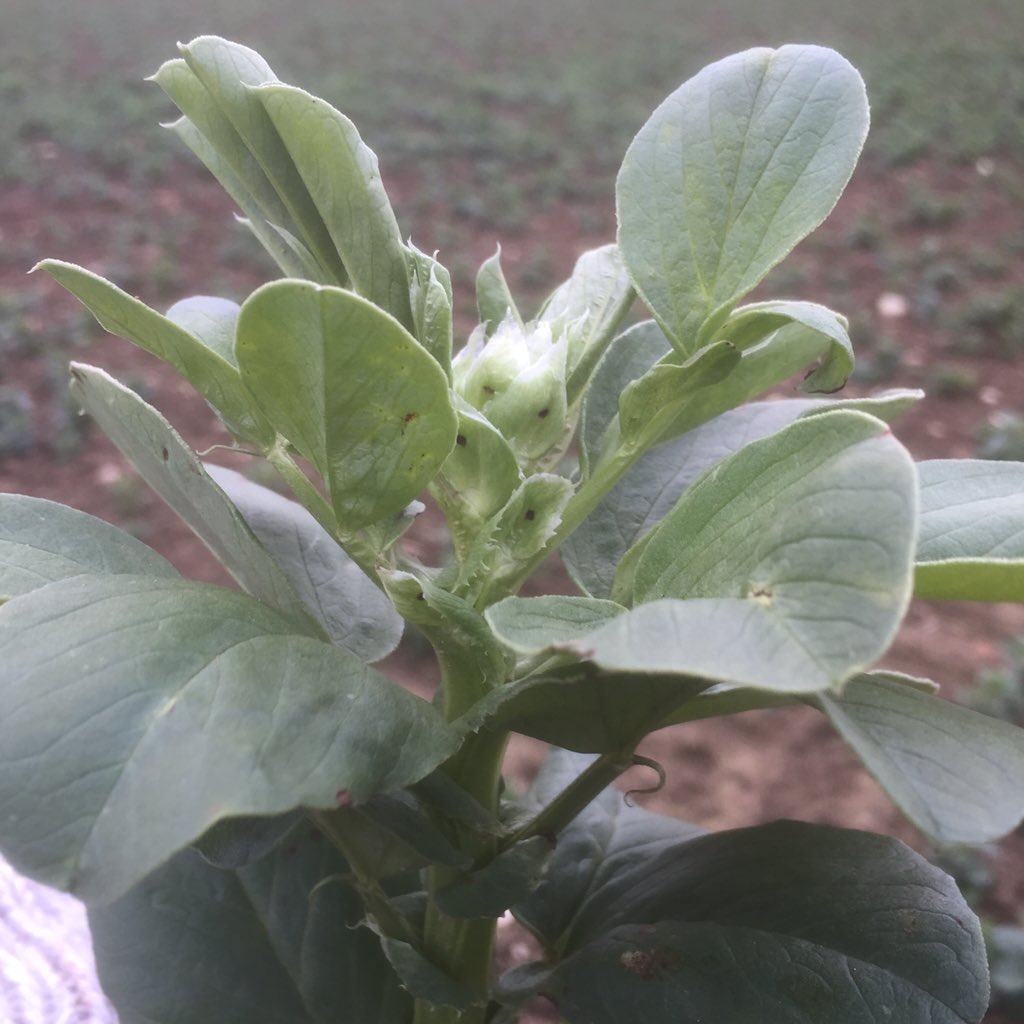 Wherry Pulses tweet media