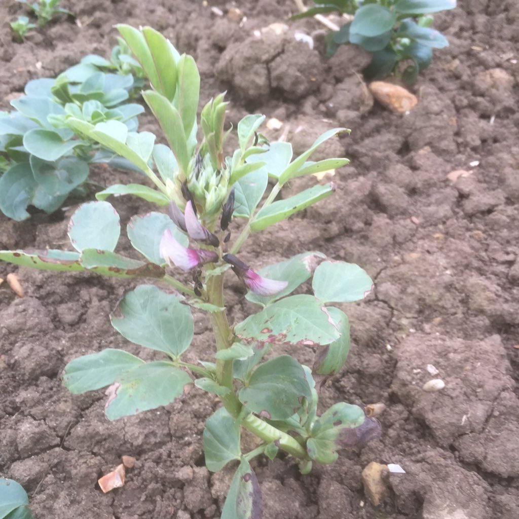 Wherry Pulses tweet media