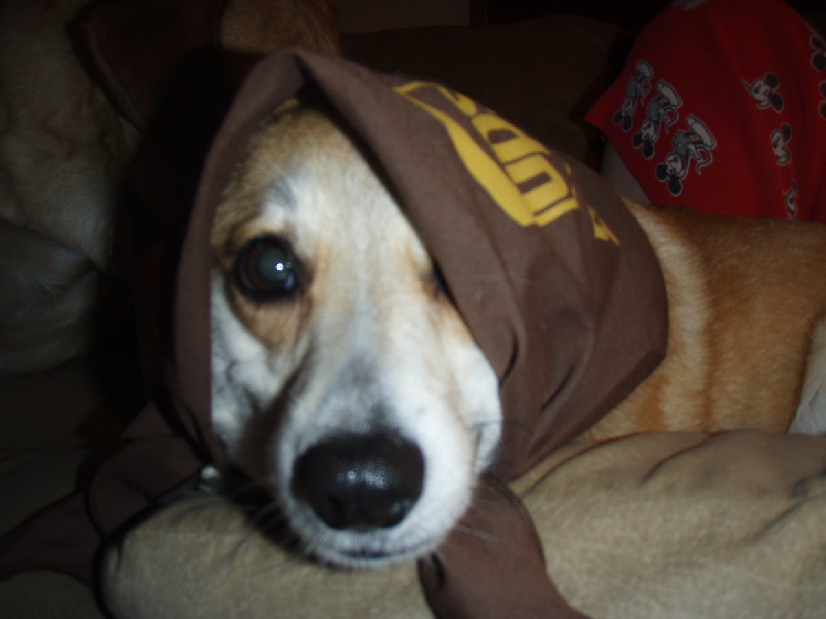 CCsaky's tweet image. @KUPlayFurPaws #kuplayfurpaws Love my #corgi