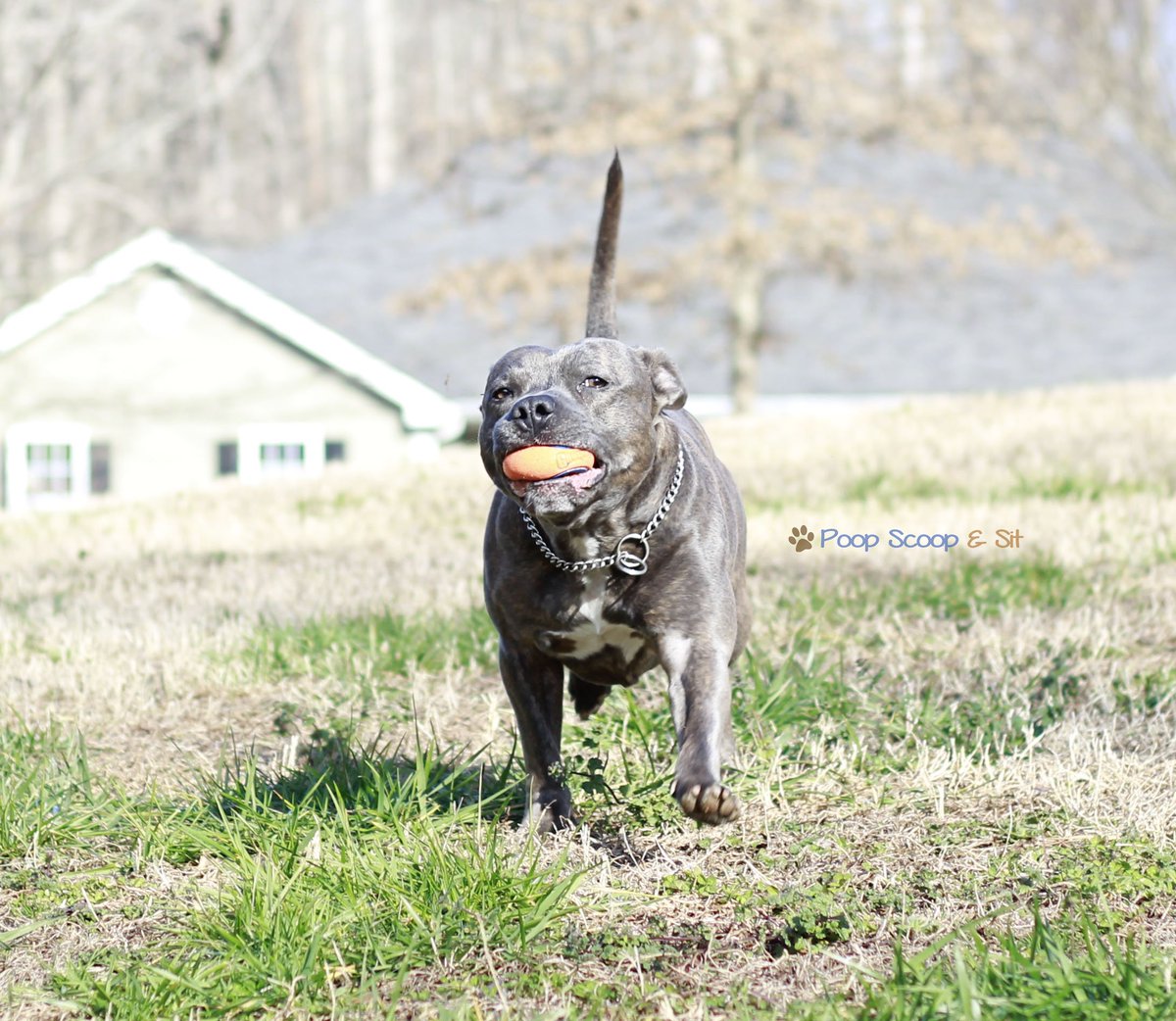 PoopScoopandSit's tweet photo. Playtime #playtime #doglovers #dogsitter #Cummingga https://t.co/FzvSKJQQGO