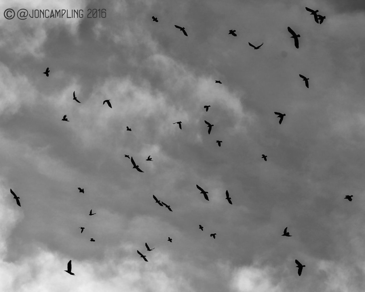 joncampling's tweet photo. Filming on #riverLynher glanced up & saw this, had just moments 2 snap them, pleased with the result. #Birdsabove https://t.co/Ohv8bWrsi7