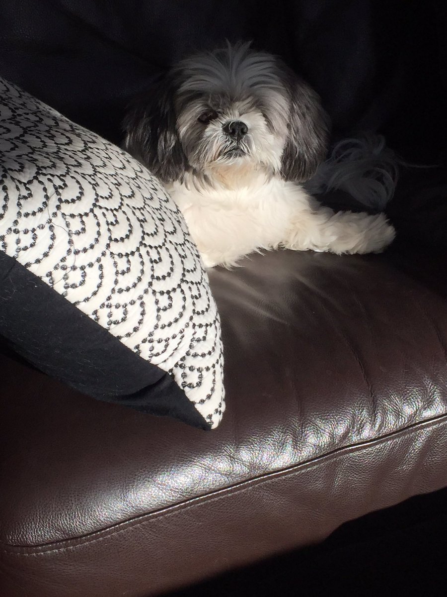 ErinBOverstreet's tweet photo. What #Friday looks like for a dog (about the same as Monday). #ShihTzu #Adopted @Oreo_CookieCake https://t.co/8yv86QvK3M