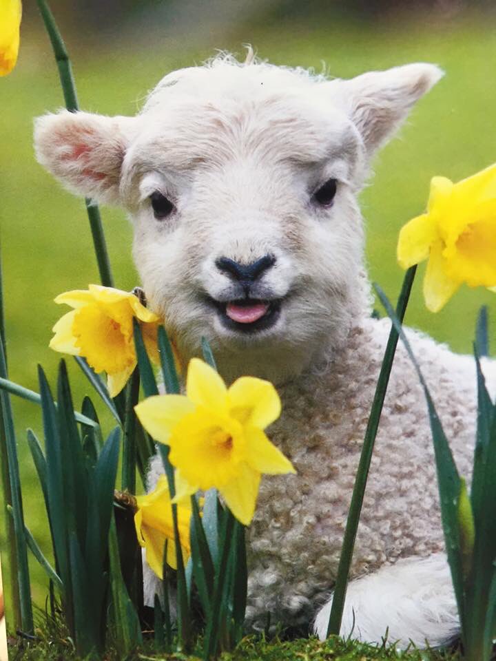 We're putting out our selection of Easter cards and feeling excited that Spring is just around the corner! #Cardiff