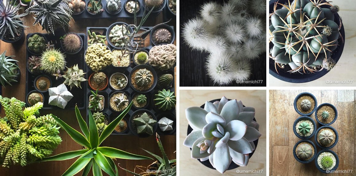instagram's tweet photo. Tending to Michie Umezawa’s beautiful, prickly succulent collection https://t.co/KosficP2Xz https://t.co/amkOsSBLf9