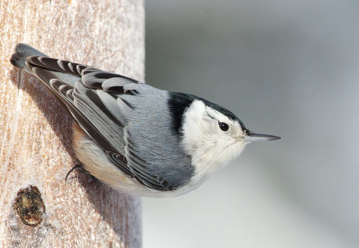 OntarioNature's tweet image. Looking for some help in identifying birds @ your feeder?bit.ly/1TOyzWw @Feederwatch
