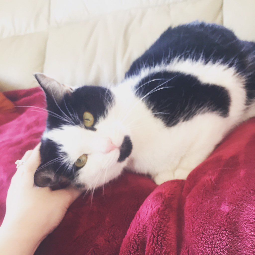 dan_walker20's tweet photo. In love with my new cat #crazycatlady 😻 https://t.co/Wqv8NL6d3s