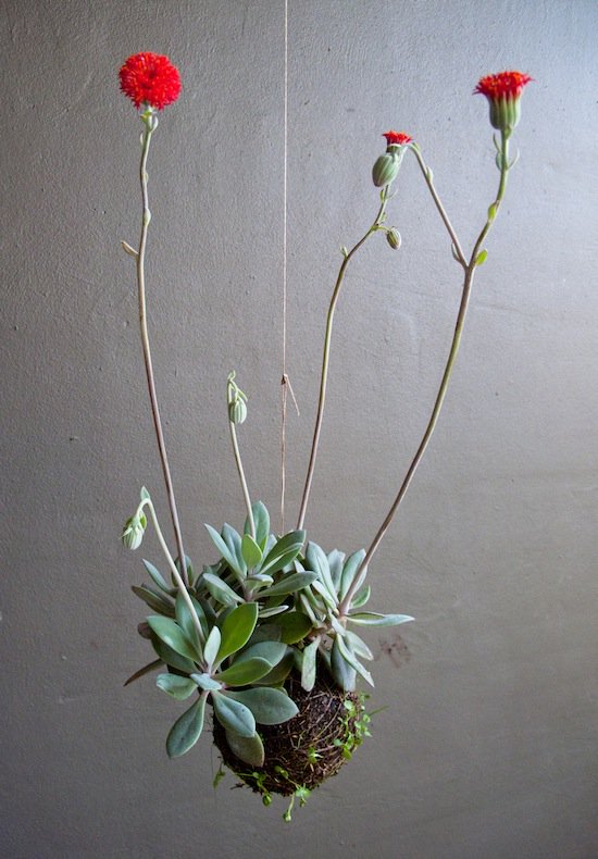 RT x.com/GardeningLif/s… String Gardens by Fedor van der Valk ... - #gardens #gardening #garden #landscaping #d…