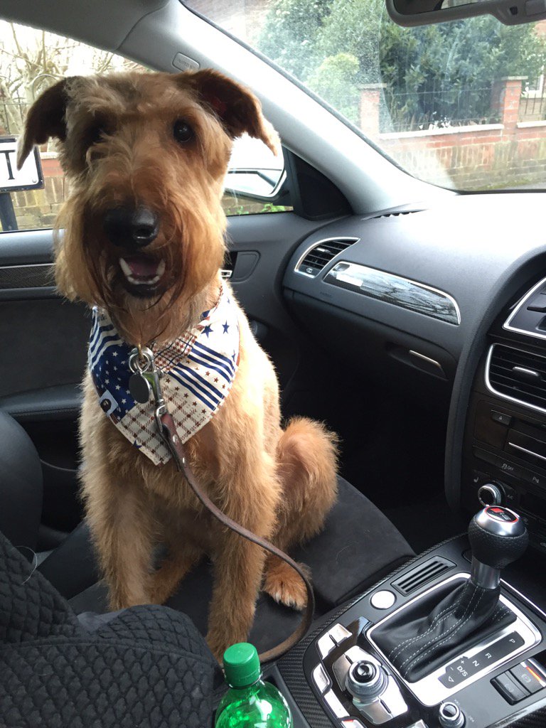 RegOMahony's tweet photo. Haircut day! Don't tell Mr O you're riding up front! #switswoo #irishterrier https://t.co/R52yevnyGn
