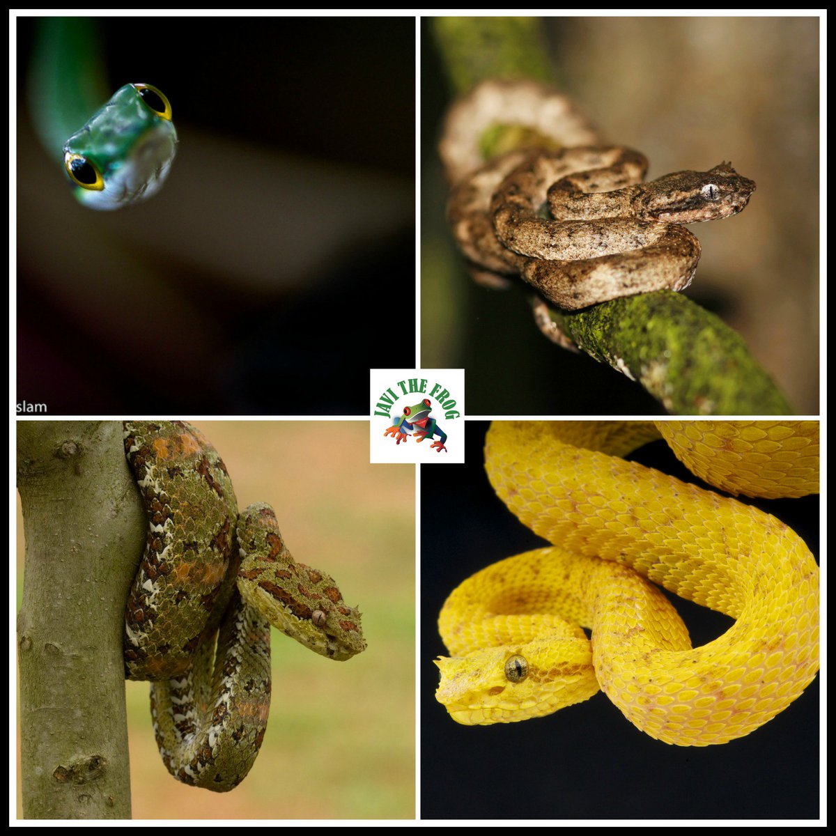 gvcostarica's tweet photo. #CostaRica is home to approimately 200 species of reptiles, half of them SNAKES
#JavitheFrog
https://t.co/lsOkRX4Rbx https://t.co/r75M2d7mzs