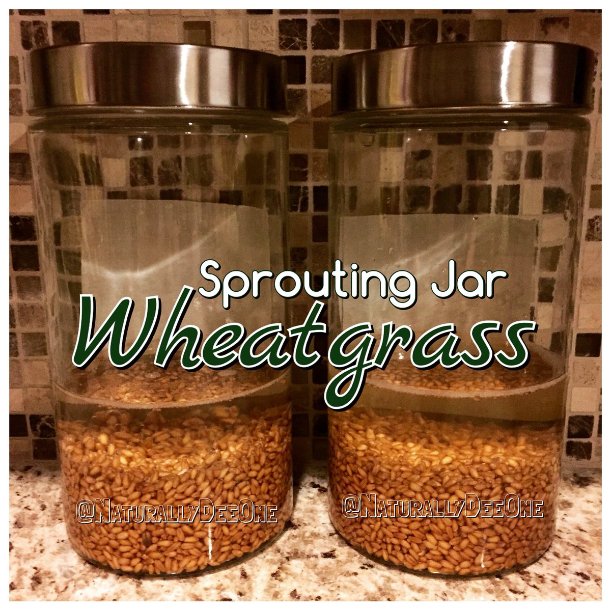NaturallyDeeOne's tweet photo. Used #sproutingjar last week for #wheatgrass #seeds

#wheatgrassshot #wheatgrassjuice #smoothies #healthyfood #vegan https://t.co/26jwPacIjp