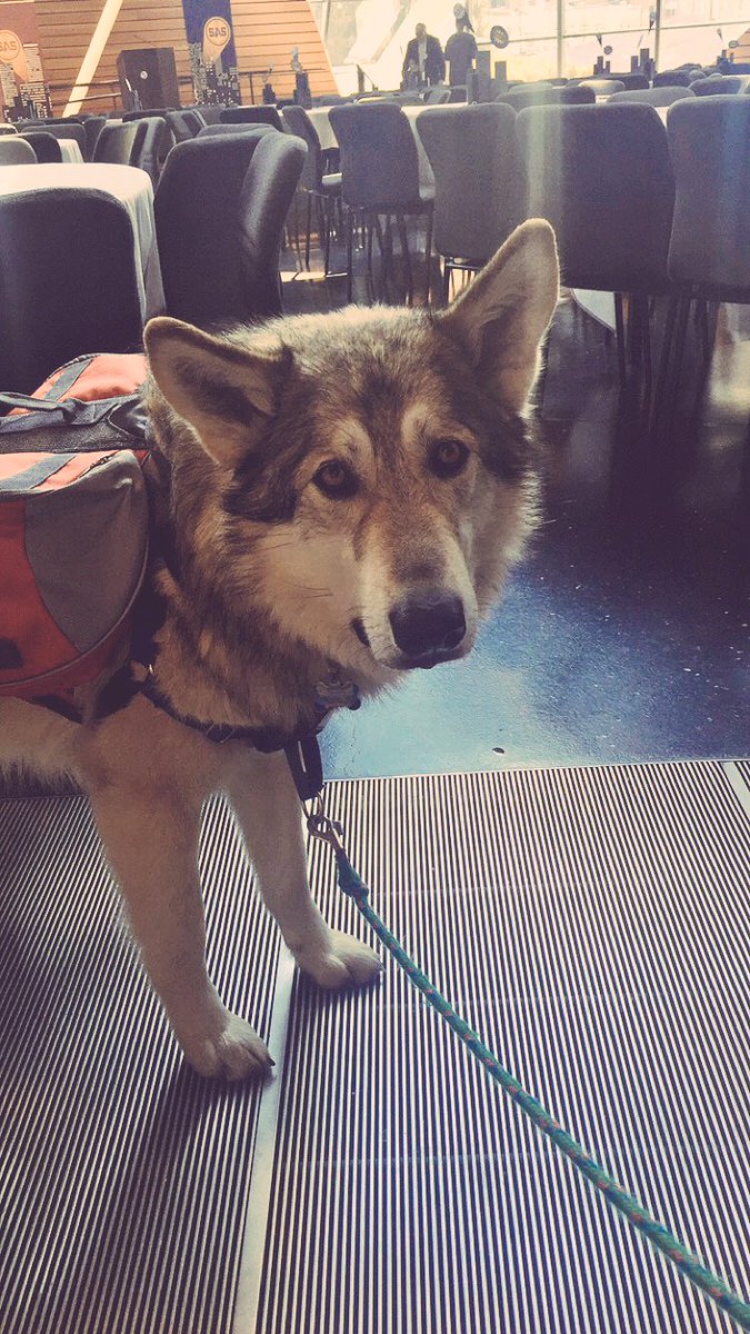 StudentAdSummit's tweet photo. We love our special attendee, Meeko! #TheSuperSummit #CLWolfpack https://t.co/7e3yVLCqmx