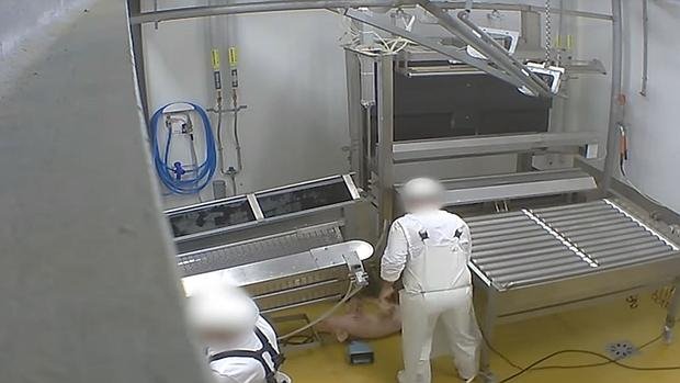 abc_es's tweet photo. Denuncian el «sádico» maltrato de los empleados de un matadero «ecológico» en Francia
 https://t.co/pxY7Zvibaw https://t.co/2aRqYP7S6g